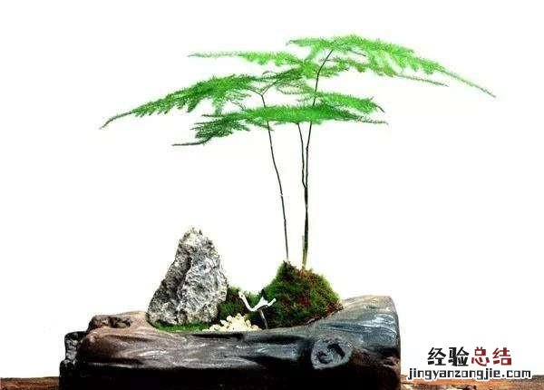 文竹如何修剪