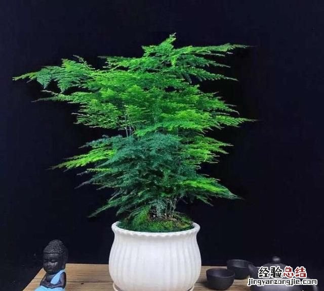 文竹如何修剪
