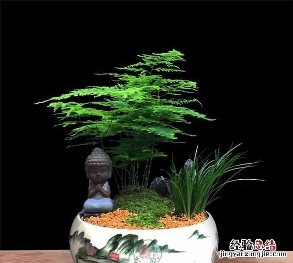 文竹如何修剪