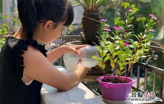 茶花的养殖方法和注意事项有哪些