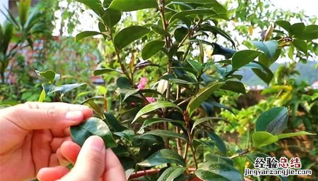 茶花的养殖方法和注意事项有哪些