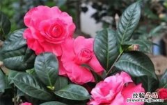 茶花的养殖方法和注意事项有哪些
