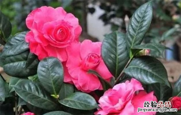 茶花的养殖方法和注意事项有哪些