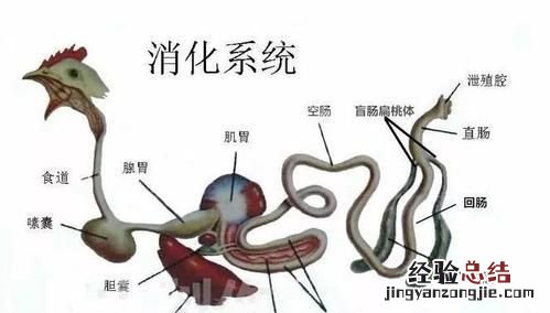 大象为什么吃石子,石头大象的寓意是什么