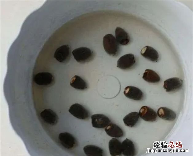 花种子要泡多久才能种,种子要用温水浸泡还是冷水还是热水