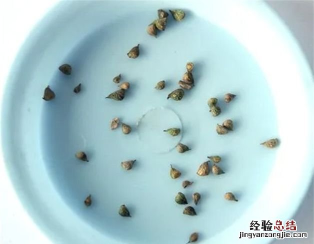 花种子要泡多久才能种,种子要用温水浸泡还是冷水还是热水