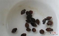 花种子要泡多久才能种，种子要用温水浸泡还是冷水还是热水
