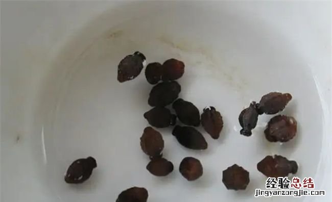 花种子要泡多久才能种,种子要用温水浸泡还是冷水还是热水