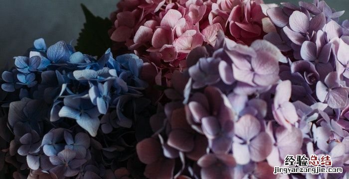 绣球花语,鲜花绿刺球花语
