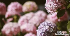 绣球花语，鲜花绿刺球花语