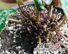 用高锰酸钾浇花会把花烧死，高锰酸钾和白糖一起可以浇花用吗