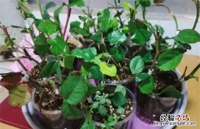用高锰酸钾浇花会把花烧死,高锰酸钾和白糖一起可以浇花用吗