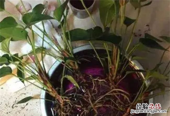 用高锰酸钾浇花会把花烧死,高锰酸钾和白糖一起可以浇花用吗