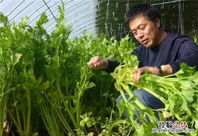 过了处暑还能不能种菜,中原地区处暑可以种什么蔬菜呢