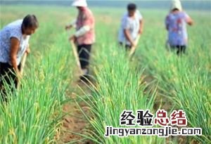 过了处暑还能不能种菜,中原地区处暑可以种什么蔬菜呢