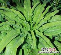 莴笋叶怎么吃好吃