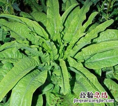 莴笋叶怎么吃好吃