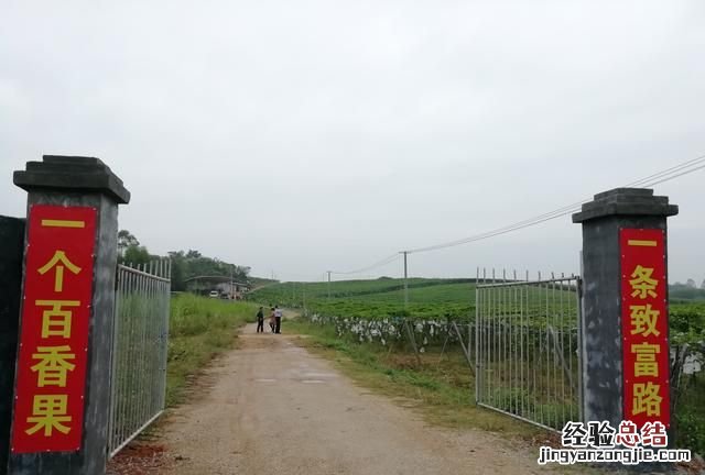 百香果怎么会被称为是水果之王呢