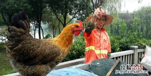 黄鼠狼是不是狼呢?为什么要叫黄鼠狼呢