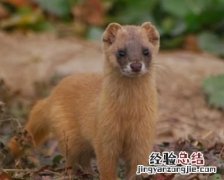 黄鼠狼是不是狼呢?为什么要叫黄鼠狼呢
