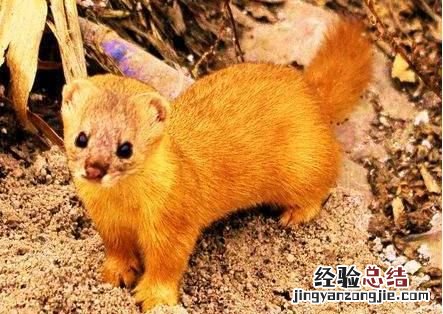 黄鼠狼是不是狼呢?为什么要叫黄鼠狼呢