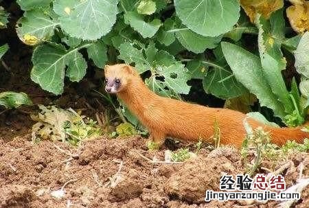 黄鼠狼是不是狼呢?为什么要叫黄鼠狼呢