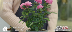 月季花怎么养殖