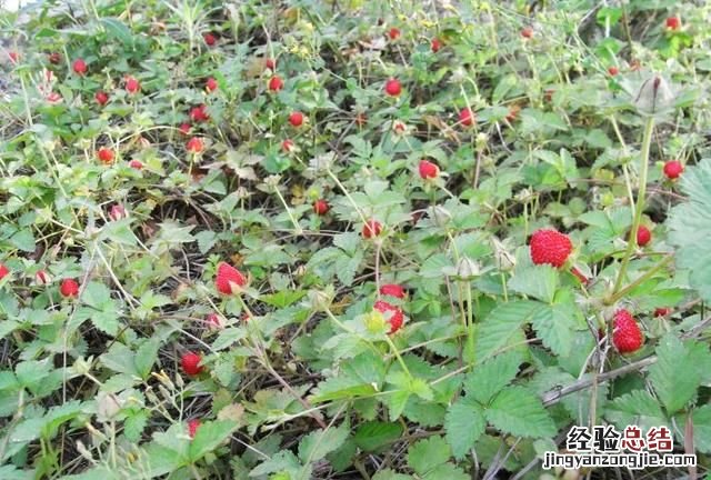这是什么果子,这是什么果子看着很诱人能吃吗