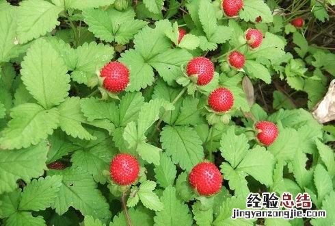 这是什么果子,这是什么果子看着很诱人能吃吗