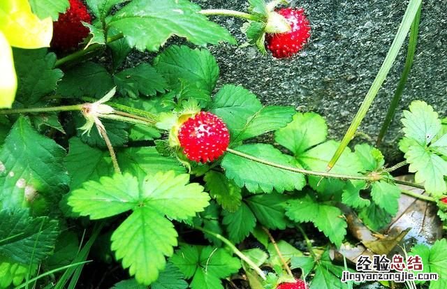 这是什么果子,这是什么果子看着很诱人能吃吗