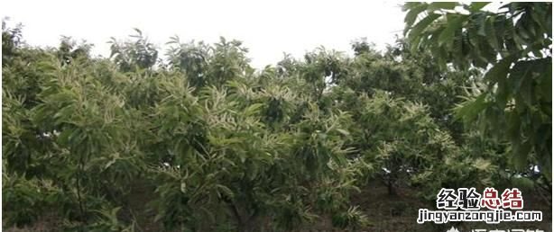 板栗怎么种植,板栗适合什么地方种植