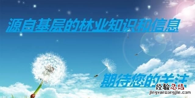 板栗怎么种植,板栗适合什么地方种植