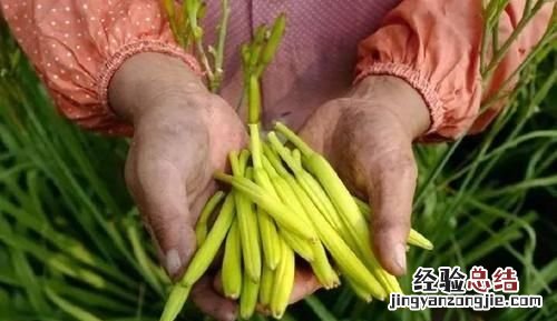 通常我们吃的干黄花菜是新鲜的吗 新鲜黄花菜是怎么弄干的