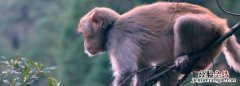 猴子爱吃什么，猴子最爱吃的10种食物