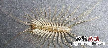 大蚰蜒有毒吗 蚰蜒一般有毒吗