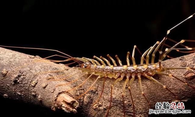 大蚰蜒有毒吗 蚰蜒一般有毒吗