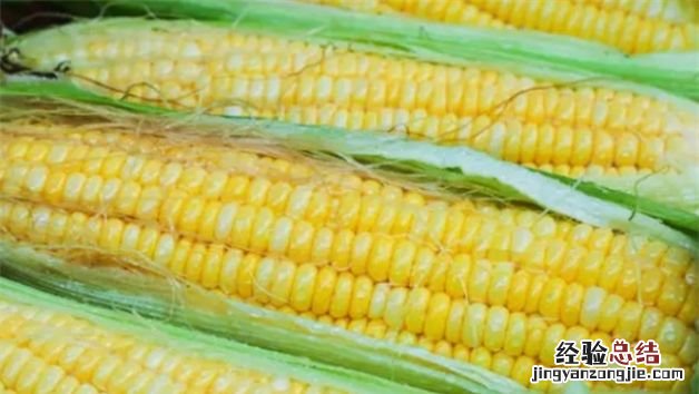 水果玉米的热量，玉米热量计算是加上棒子