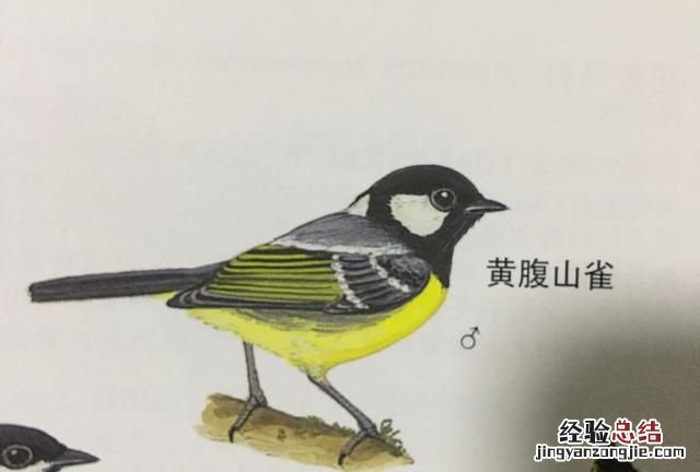 这个鸟叫什么名字,蓝色的鸟叫什么名字