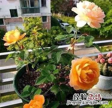 月季花怎么扦插,试过几次都没成功呢