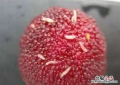 杨梅里面的虫子吃了怎么办，杨梅里的虫子吃了会有寄生虫