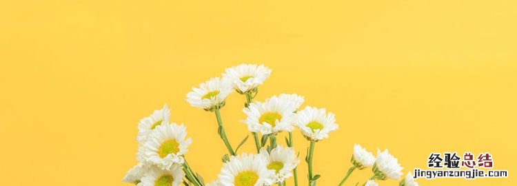 菊花是什么象征意义,菊花的花语和寓意和象征