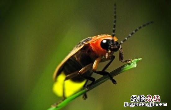 萤火虫为什么会发出亮光