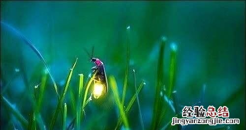 萤火虫为什么会发出亮光