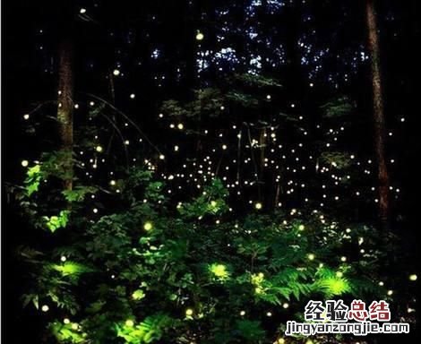 萤火虫为什么会发出亮光