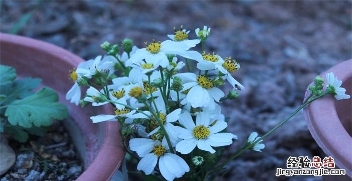 小雏菊的花语和寓意