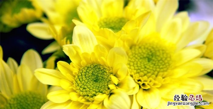 小雏菊的花语和寓意
