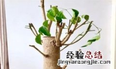 幸福树怎么养才能叶子又绿又亮，怎么把幸福树的叶子养的油绿黑亮