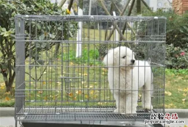 狗可以放笼子里养