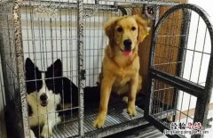狗可以放笼子里养