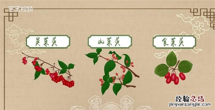 茱萸是什么意思,茱萸在古代指什么意思逢凶化吉